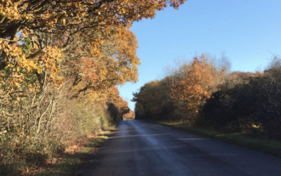 Ashdown Forest Drive.