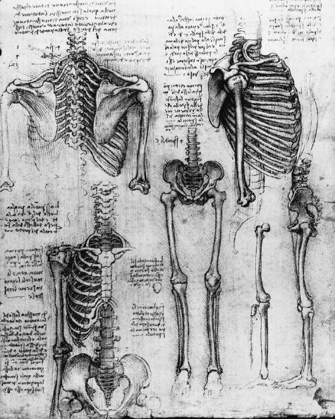 Public Domainview terms File:Leonardo Skeleton 1511.jpg Created: 1511 Uploaded: 15 February 2008