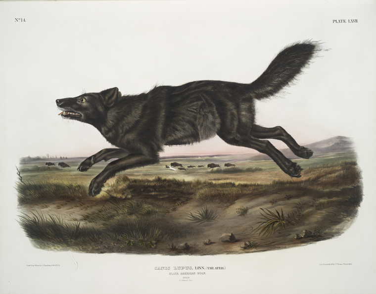 FloridaBlackWolf